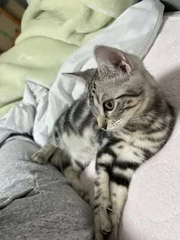 木苺 様のお迎えした子猫