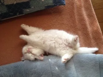 しらたま 様のお迎えした子猫