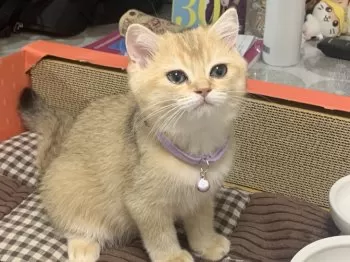 T.S 様のお迎えした子猫