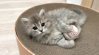 Y.M 様のお迎えした子猫