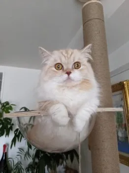 K.K 様のお迎えした子猫