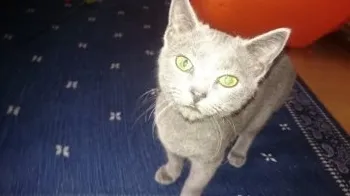 まゆ 様のお迎えした子猫