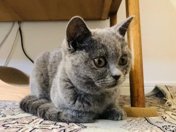 ながやま 様のお迎えした子猫
