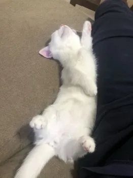 beee 様のお迎えした子猫