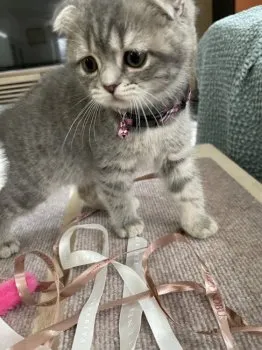 ジョンママ 様のお迎えした子猫