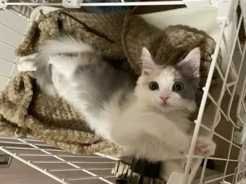 M.S 様のお迎えした子猫