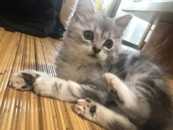 mika 様のお迎えした子猫