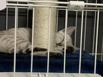 ロール 様のお迎えした子猫