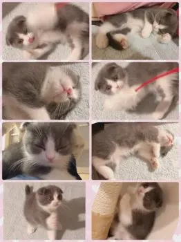 ありさりあ 様のお迎えした子猫