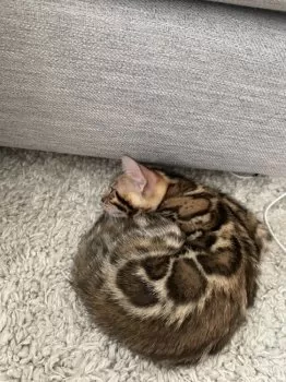 N.S 様のお迎えした子猫