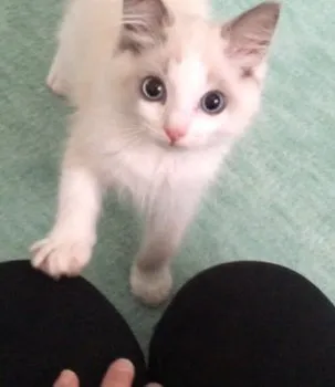 やっぱり猫も好き 様のお迎えした子猫