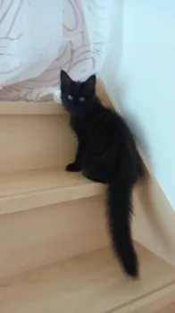 Yamada 様のお迎えした子猫
