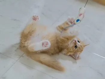 N.neko 様のお迎えした子猫