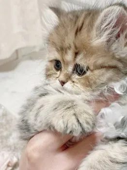 S.N 様のお迎えした子猫