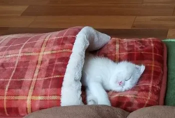橋本 様のお迎えした子猫