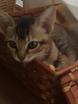 モカ 様のお迎えした子猫