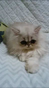 クッキーハウス 様のお迎えした子猫