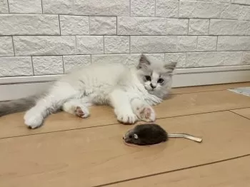 ユウ 様のお迎えした子猫