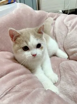 さき 様のお迎えした子猫