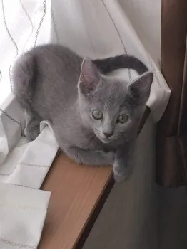 K・I 様のお迎えした子猫