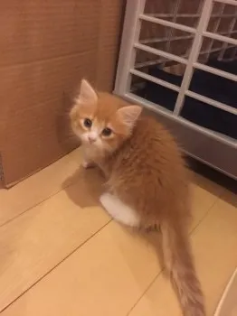 popo 様のお迎えした子猫