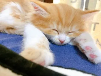 S.H 様のお迎えした子猫