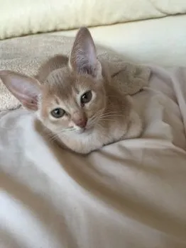 あゆ 様のお迎えした子猫