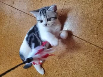 りんちゃんママ 様のお迎えした子猫