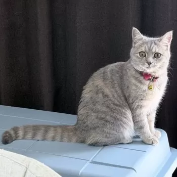 なつみ 様のお迎えした子猫
