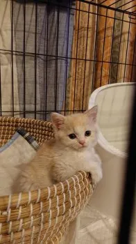 ｍｋ 様のお迎えした子猫