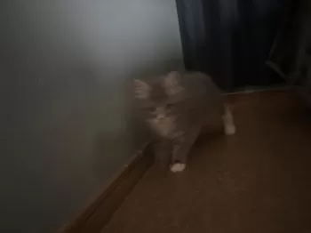 A.K 様のお迎えした子猫