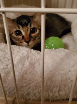 yukky 様のお迎えした子猫