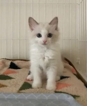 yurarahime 様のお迎えした子猫