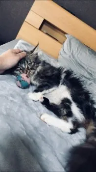 カルピコ 様のお迎えした子猫