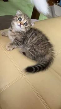 あずママ 様のお迎えした子猫