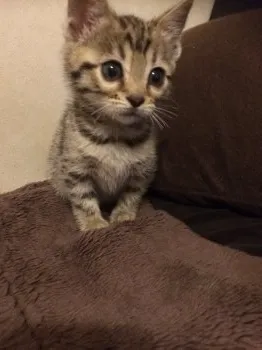 れいばん 様のお迎えした子猫