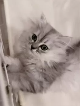 A.H 様のお迎えした子猫