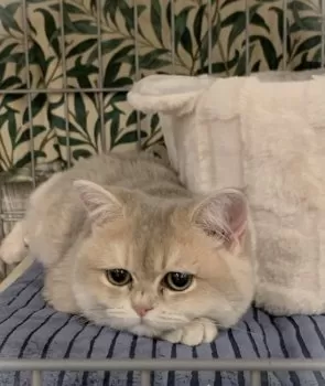 A.S 様のお迎えした子猫
