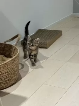 T.M 様のお迎えした子猫