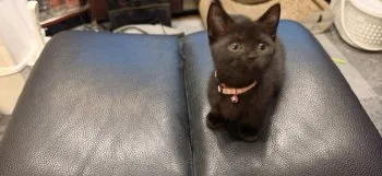 G.H 様のお迎えした子猫