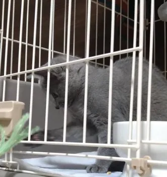 ゆき 様のお迎えした子猫