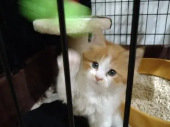 R.Y 様のお迎えした子猫