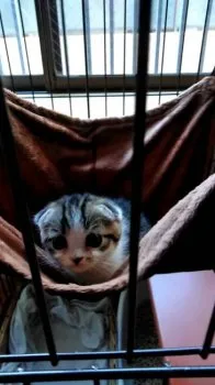 あいあい 様のお迎えした子猫