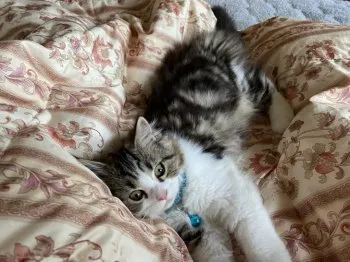 coon 様のお迎えした子猫