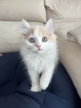 A.K 様のお迎えした子猫