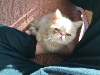 H.M 様のお迎えした子猫