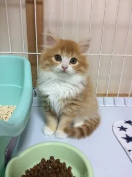 コナンA 様のお迎えした子猫