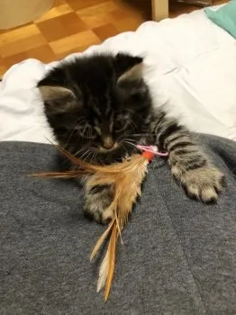 ももた 様のお迎えした子猫