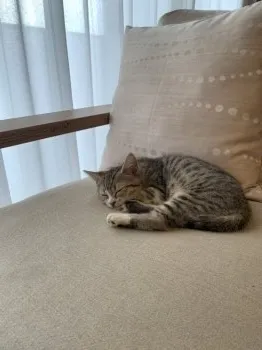 K.M 様のお迎えした子猫