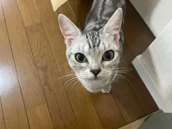 Y.S 様のお迎えした子猫